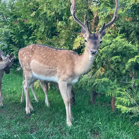 Licina - Bjelasnica * Klanac
